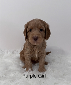 Purple girl